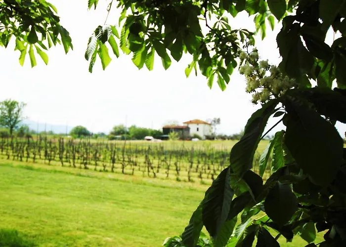 La Ginestra